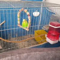 مرغ عشق نر بالغ