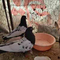 کفتر فروشی