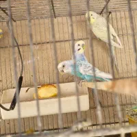 طوطی  برزیلی ومرغ عشق و فنج