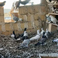 کبوتر پرشی وتزئینی|پرنده|تیران, |دیوار