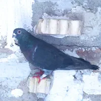 دوتا کبوتر طوسی