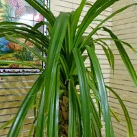 گل پاندانوس|گل و گیاه طبیعی|شیراز, ارم|دیوار