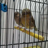 قناری گلستر اورجینال اورجینال نروماده|پرنده|بروجرد, |دیوار