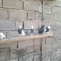 پرنده ناب