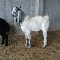 بزغاله جنس تخمی