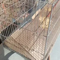 قفس پرنده|لوازم جانبی حیوانات|جوانرود, |دیوار