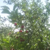 باغ گل محمدی و درختان میوه|فروش دفتر صنعتی، کشاورزی، تجاری|برزک, |دیوار