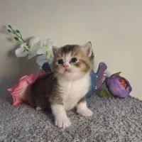 بریتیش گلد تک رنگ/بای کالر/تری کالر