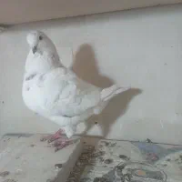 کبوتر کینگ نر