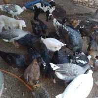 تعدادی مرغ و غاز ، اردک خارجی و بوقلمون|حیوانات مزرعه|کرباسک, |دیوار