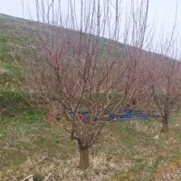 هرس انواع درختان مثمر و غیر مثمر|خدمات باغبانی و درختکاری|مهاباد (آذربایجان غربی), |دیوار