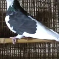 کبوتر گمشده
