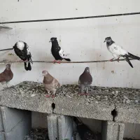 کفتر معاوضه با مرغ