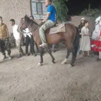 اسب یورقه