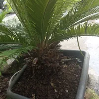 سیکاس سیکاس