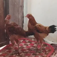 سلام جوجه شوربه ای چاغ