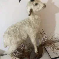 مجسمه بز طبیعی سالم
