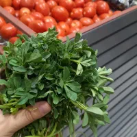 سبزی|خوردنی و آشامیدنی|بیرجند, |دیوار