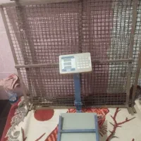 تخت برامیوه وترازو نو