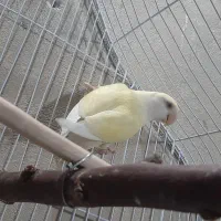 کوتوله ماده|پرنده|سراوان, |دیوار