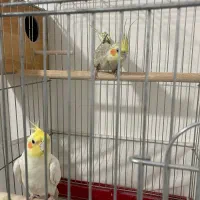 عروس هلندی مولد|پرنده|محمدیه-قزوین, |دیوار