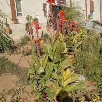 طراحی و اجرای باغ و باغچه صفر تا صد|خدمات پیشه و مهارت|سنندج, |دیوار