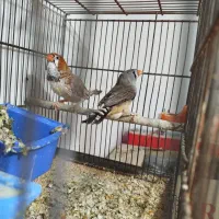 سه جفت فنچ کینگ سایز و یک نر|پرنده|رباط‌کریم, رباط‌کریم|دیوار