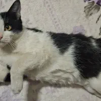 واگذاری گربه تاکسیدو (DSH)|گربه|اصفهان, لنبان|دیوار