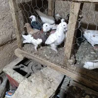 کبوتر|پرنده|زرنه, |دیوار