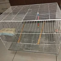 قفس پرنده، بزرگ،  عروس هلندی کوتوله