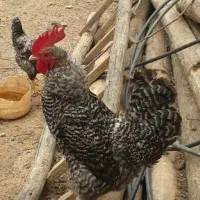 ۴ عدد خروس محلی