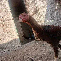 خروس لاری|حیوانات مزرعه|تربت جام, جامرود|دیوار