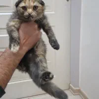 گربه اسکاتیش فولد بلک گلد