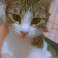 گربه|گربه|میامی, |دیوار