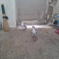 بدرنگ کبود موقلف