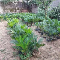 200 عددسیکاس از چهار ساله تا 25ساله تعداد بالا