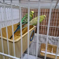 مرغ عشق|پرنده|گلبهار, شهر جدید گلبهار|دیوار