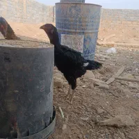 مرغ خروس لاری|حیوانات مزرعه|سنگان, |دیوار
