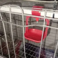 قفس منبری مرغ|لوازم جانبی حیوانات|دلوار, |دیوار