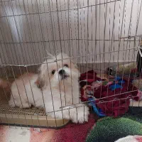 توله سگ شیتزو ۷ماهه