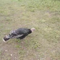 اردک اسراییلی وبوقلمون|حیوانات مزرعه|رضوانشهر, |دیوار