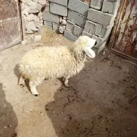 بره ماده|حیوانات مزرعه|قهستان, |دیوار