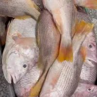 ماهی ومیگو|خوردنی و آشامیدنی|جهرم, |دیوار