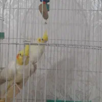 عروس هلندی|پرنده|شوش, |دیوار