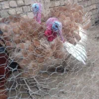 خوشگلترین بوقلمون جهان