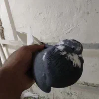 کفتر|پرنده|نهاوند, |دیوار