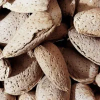 بادام سنگی،کاغذی و آجیلی مُنقا ارگانیک و بادام تلخ