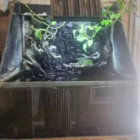 اکواریوم ) پالاداریوم|ماهی|ری, فیروزآبادی|دیوار