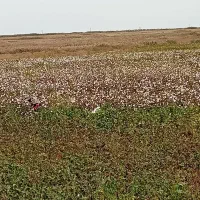 نیازمند کارگر برداشت پنبه