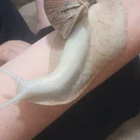 حلزون|خزنده|تهران, جی|دیوار